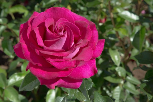 Belles Rives // Meilland Belles Rives // Meilland