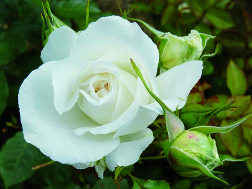 (Die) Rose Ihrer Majestät // Meilland (Die) Rose Ihrer Majestät // Meilland