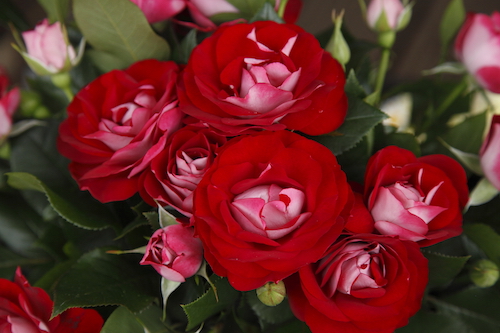 Rose der Einheit // Kordes Rose der Einheit // Kordes